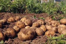 Dua Daerah di Sumsel yang Terkenal Jago Produksi Sayuran di Sumsel, Kualitas Sayurannya Tak Perlu diragukan