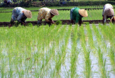 Target 3,5 Juta Ton Padi: Bagaimana Sumsel Siap Menjadi Lumbung Pangan Nasional 2025?