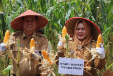 Wabup Sumarni Panen Raya Jagung Hibrida 