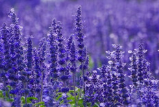 Bunga Lavender Salah Satu Bunga yang Dapat Dijadikan Aroma Terapi yang Menenangkan