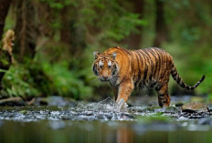 Dijuluki Harimau Terkecil, Mengapa Harimau Sumatera Sangat Istimewa?