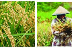 Produksi Padi di Dua Kabupaten Ini Emang Jago karena Mengalahkan Produksi Padi Kabupaten Induk di Sumsel