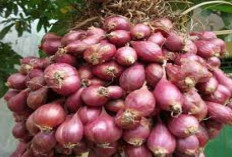 Siapa Sangka! Muara Enim dan Pagaralam Jadi Penentu Harga Sayur Nasional, Ini Dampak Ekonominya untuk Sumsel
