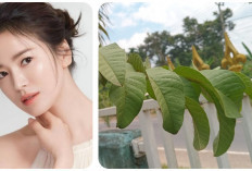 Cantik Alami dengan Daun Jambu Biji, Begini Cara Penggunaannya