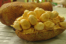 Buah Cempedak yang Banyak Sekali Manfaatnya Untuk Tubuh