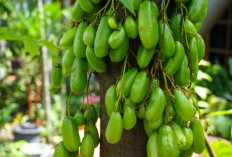 6 Penyakit yang Dapat Diobati dengan Belimbing Wuluh