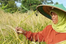 Produksi Padi dan Beras Sumatera Selatan: Kabupaten Teratas dan Terendah, Siapa Paling Unggul?