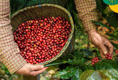 Banyak yang Mengira Pagar Alam, Ternyata Daerah Penghasil Kopi Terbesar di Sumsel Bukan Itu