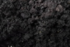 Mengapa Harus Tanah Hitam Jika Untuk Tanaman?
