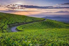 Pagaralam, Kota Sejuk di Sumsel dengan Panorama Gunung Dempo dan Kebun Teh