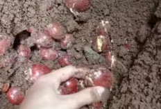 Yuk, Kenali Efek Keracunan Jengkol
