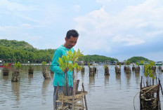 Dulu Bau Amis dan Dipenuhi Sampah, Kini Akar Mangrove Menumbuhkan Harapan