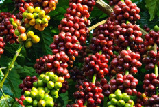 Bukan Pagaralam, Tapi OKU Selatan dan Empat Lawang Jadi Raja Kopi Sumsel yang Siap Go Global!