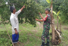 Bangun Kemanunggalan TNI dengan Masyarakat, Babinsa Gunung Megang Jalin Komunikasi dengan Petani Jeruk 