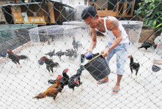 Cara dan Perawatan Ternak Ayam Bangkok Ada 8