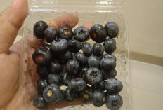 Blueberry Baik Untuk Kesehatan Jantung, Fungsi Otak, Pencernaan dan Kulit