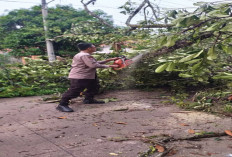 Polisi Bantu Bersihkan Pohon Tumbang Tutupi  Jalan Umum