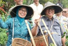 Terus Kembangkan Potensi Tanaman Cabai