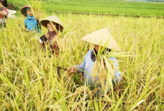 Ketahanan Pangan Aman: Produksi Padi Tanah Air Meningkat Tajam