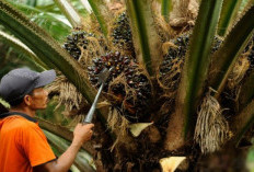 Produksi Perkebunan RI: Kelapa Sawit Tak Tertandingi, Tebu dan Karet Jadi Penopang