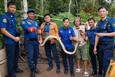 5 Bahaya Utama Ular Sanca Atau Ular Python
