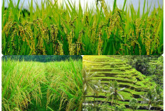 Tetanggq Palembang Ini Nomor 1 Produksi Padi di Sumsel, Nomor 2 Berbatasn dengan Lampung