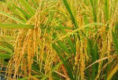 Produksi Padi Melejit, Jagung Ikut Naik—Ini Data Tanaman Pangan Awal Tahun 2026!