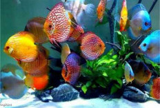 4 Manfaat  Memelihara Ikan Hias, Berikut Cara Merawatnya!
