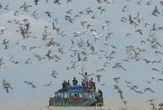 Ini Waktu yang Tepat Datang ke Taman Nasional Sembilang untuk Melihat Ribuan Burung Migran dari Siberia