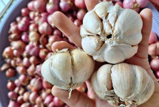 Nutrisi Bawang Putih Lebih Banyak yang Belum Diolah, Mengintip 7 Manfaat Bawang Putih untuk Kesehatan