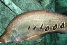 Ikan Belida: Dari Simbol Sungai Sumsel Hingga Warisan Kuliner yang Kian Langka
