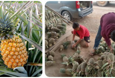 Daerah 32 Km dari Palembang Ini Produksi Nanas Terdepan di Sumsel: Topang Sumsel Pusat Bisnis Baru