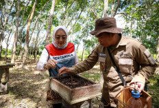 Program CSR PT Pertamina EP Sangatta Berdayakan Petani Madu Kelulut  di Taman Nasional Kutai