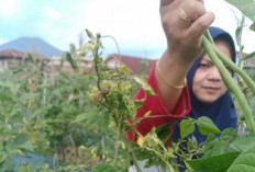 Tidak Hanya Menggugah Selera, Buncis Juga Menyehatkan Tubuh