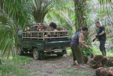 Ini Daerah Tertinggi dalam Produksi Sawit, Bukan Muara Enim