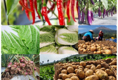 Sumsel Pemain Utama dalam Sektor Pertanian Hortikultura Nasional, khususnya dalam Produksi Sayur-mayur Lokal