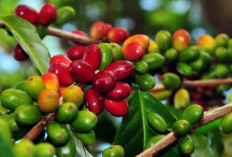 Kopi Semende Mendunia! Dulu Favorit Ratu Belanda, Kini Diburu Pecinta Kopi