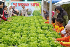 Budidaya Sayuran Hidroponik di Rumah, Ini 6 Langkah Mudahnya