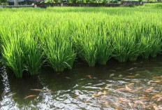 Terbongkar! Rahasia Petani Bisa Panen Padi dan Ikan Sekaligus!