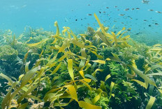 Manfaat Rumput Laut Untuk Kesehatan Tubuh