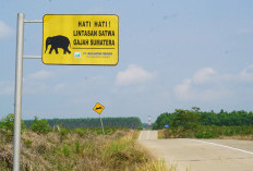 Menjaga Jalur Pulang Gajah Sumatra, Pertamina EP Zona 4 Tanam Pohon di Musi Rawas