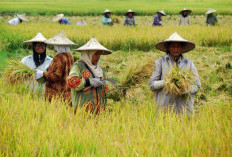 Soal Penghasil Padi dan Beras: Daerah di Sumsel Ini Jagonya hingga Peringkat 3 Nasional dan No 1 di Sumatera