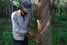 Bukan Prabumulih! Ini Daerah Jawara Sawit dan Karet di Sumsel, Produksinya Bikin Melongo!