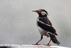 5 Fakta Jalak Suren, Burung Pintar yang Populasinya Terus Menyusut