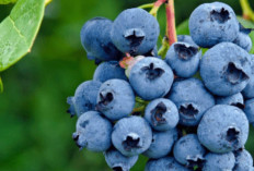 Buah Blueberry Biru Keunguan Jika Dikonsumsi Banyak Manfaatnya