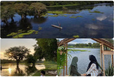 Berubah Sesuai Musim, Ini Wisata Savana Unik di Sumsel