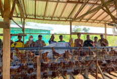 Budidaya Ayam Petelur, Solusi Ekonomi  Masyarakat Desa
