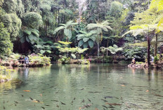 Green Paradise Pagar Alam, Surga Alam yang Bikin Lupa Pulang