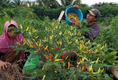 Siapa Raja Cabai Sumsel? Daerah Ini Produksinya Tak Terkejar