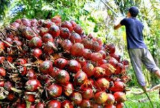 3 Daerah di Sumsel Jago dalam Produksi Sawit, 2 Daerah Lain Unggul Produksi Kopi dan Kelapa